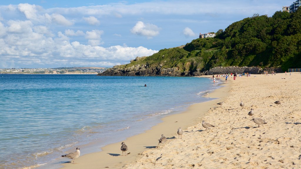 Playa de Porthminster mostrando una ciudad costera, una playa de arena y vida de las aves