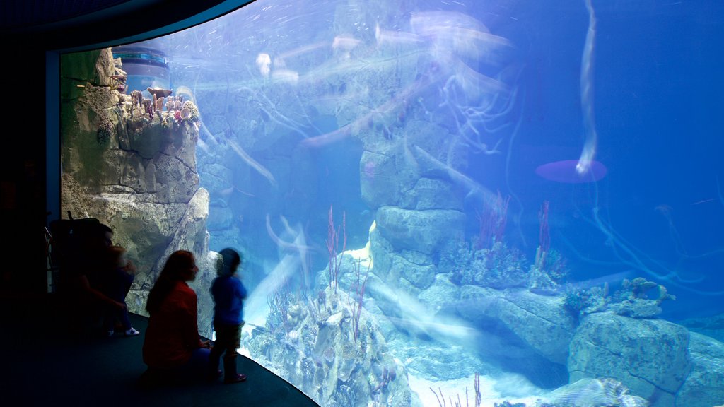 National Marine Aquarium featuring marine life, colorful reefs and interior views