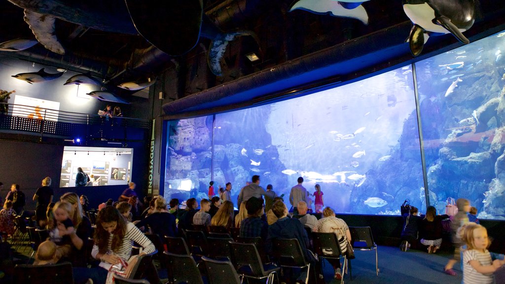 National Marine Aquarium mostrando vida marina y también un gran grupo de personas