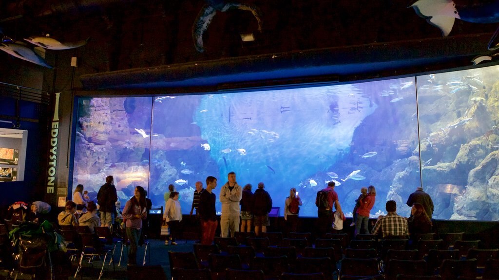 National Marine Aquarium mettant en vedette vie marine aussi bien que un grand groupe de personnes