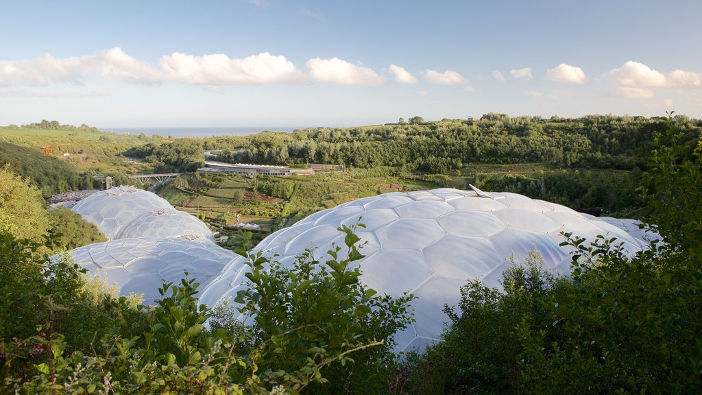 Newquay showing rainforest