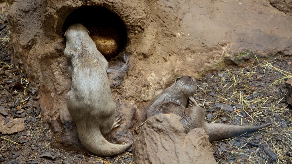 Lakeside toont zeedieren en dieren