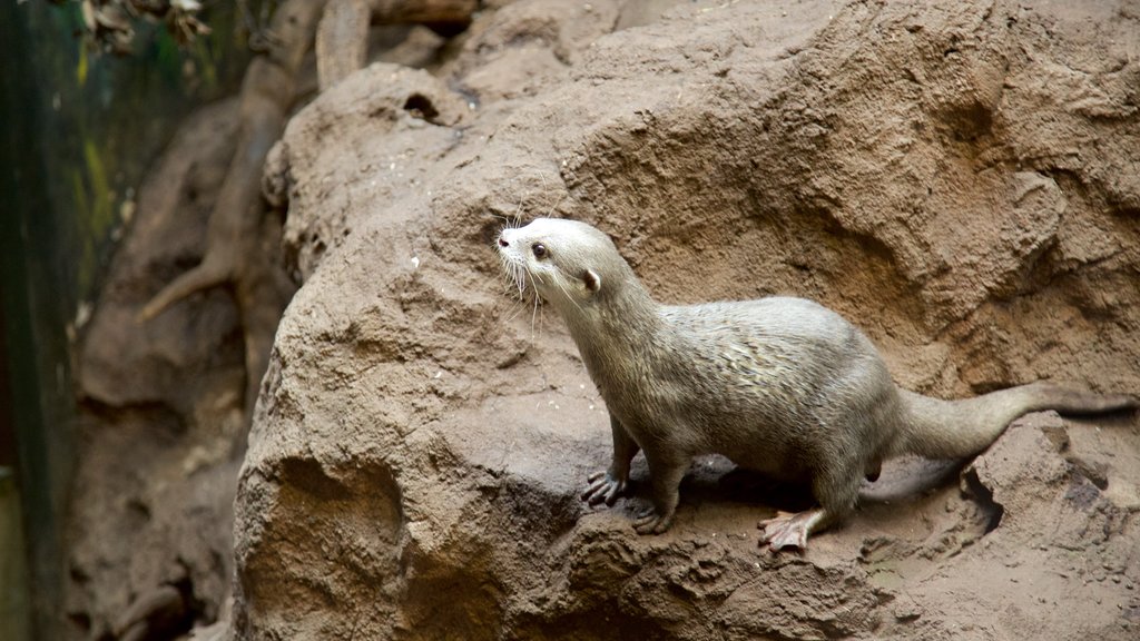 Lakeside which includes marine life and animals