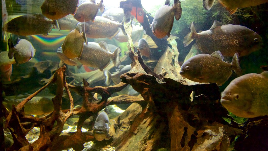 Lakeside showing marine life