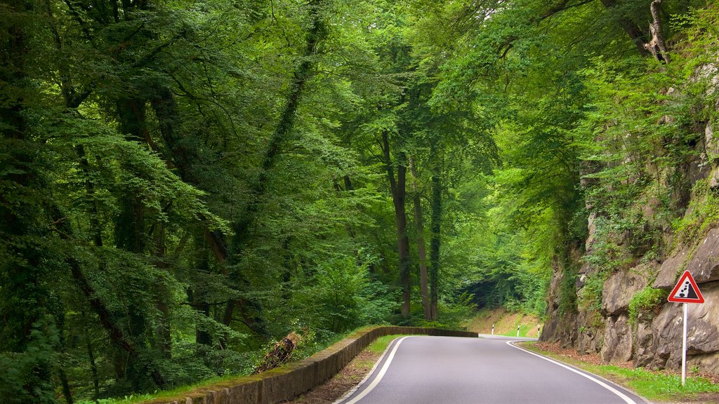 Luxembourg featuring forest scenes