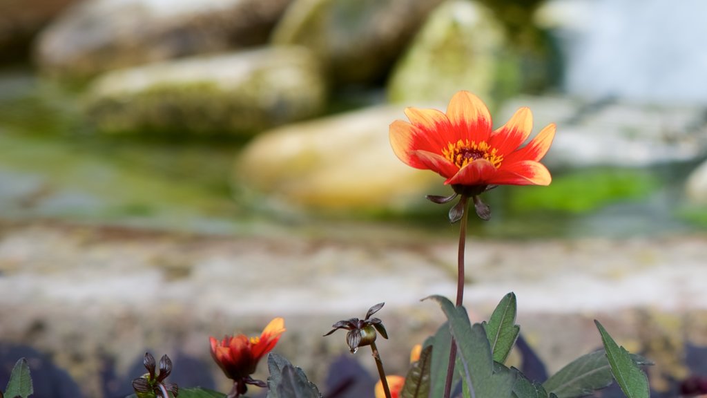 Diekirch showing flowers