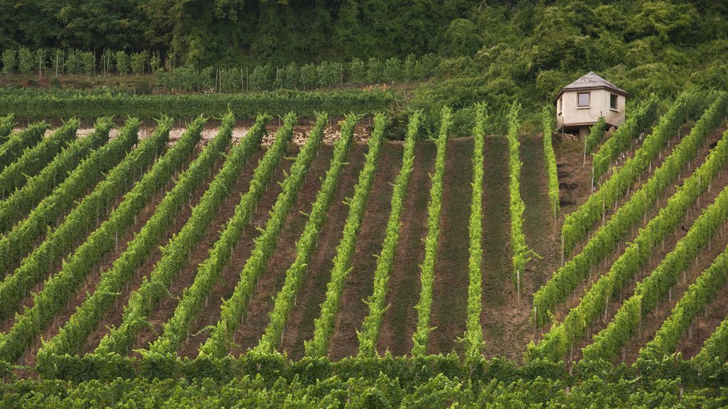 Luxembourg som omfatter landbrugsområde