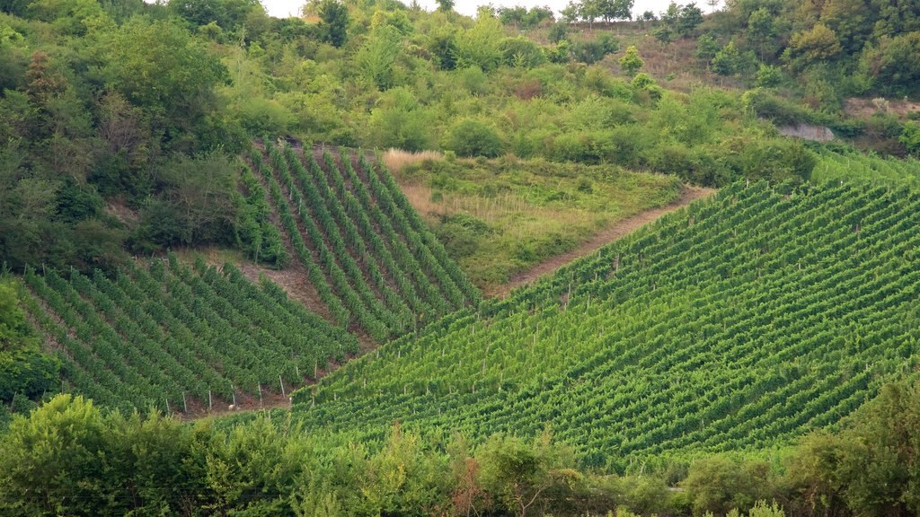 Luxembourg som omfatter landbrugsområde