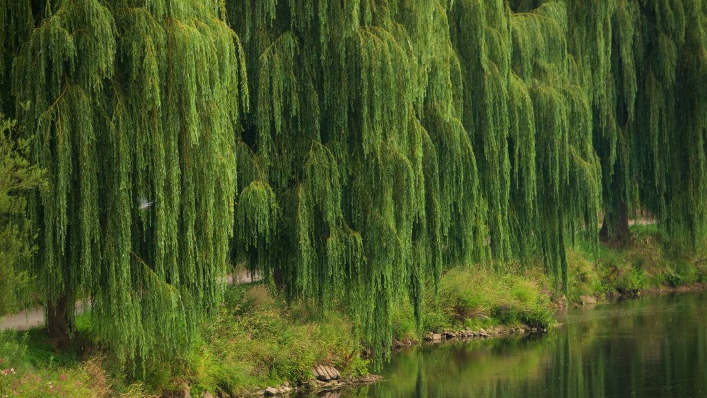 Diekirch which includes a river or creek