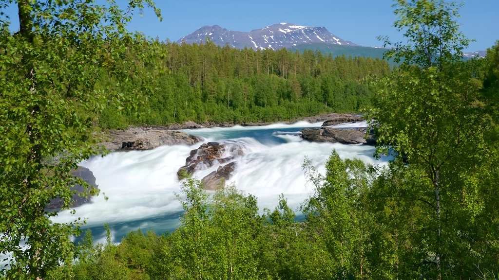 Cascada de Maalselvfossen que incluye imágenes de bosques y rápidos