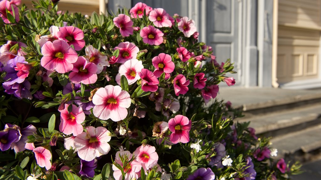 Tromso Cathedral welches beinhaltet Blumen