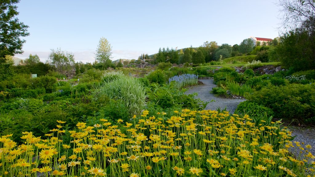 Arktisk Alpin Botanisk Have og byder på blomster og en park