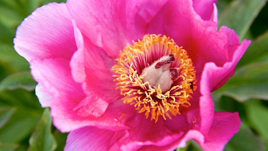 Arktisk alpin Botanisk hage que inclui flores