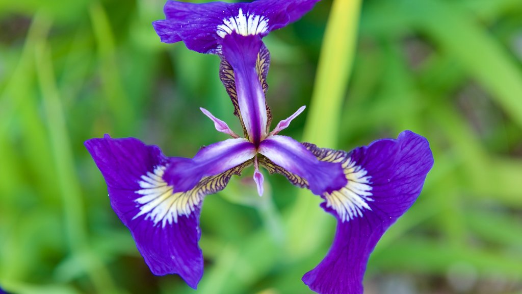 Arktisk alpin Botanisk hage caracterizando flores