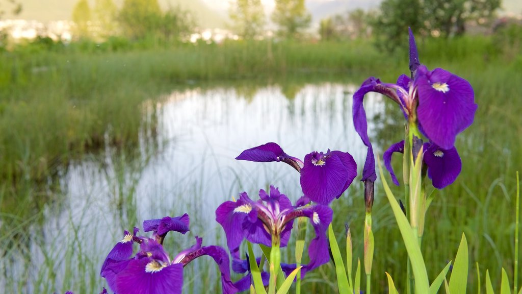 Arktisk alpin Botanisk hage mostrando um lago e flores