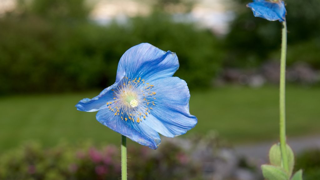 Arktisk alpin Botanisk hage que inclui flores