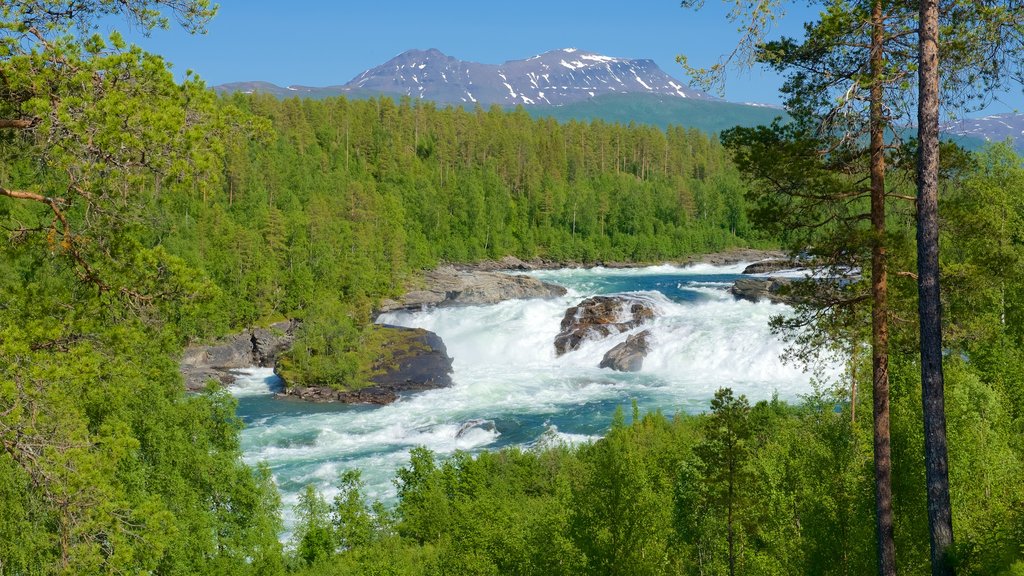 Cascada de Maalselvfossen ofreciendo bosques y rápidos