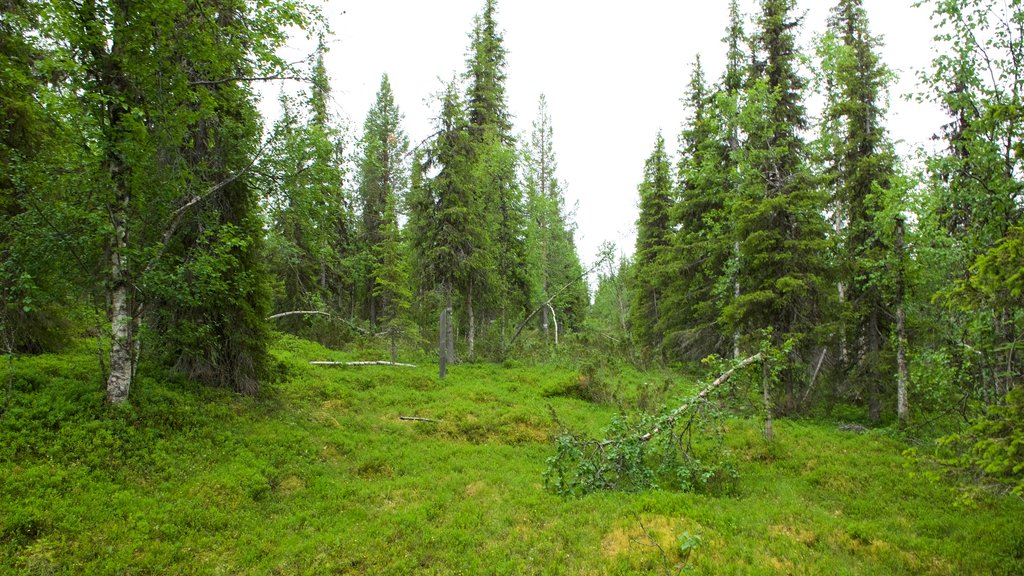 Muddus National Park which includes forest scenes