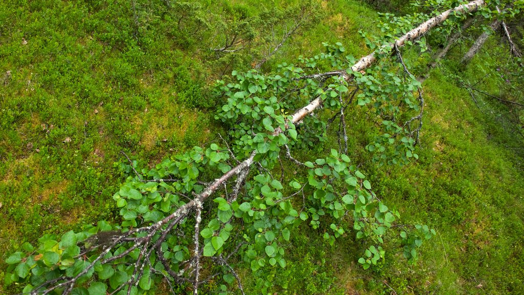 Parque nacional Muddus mostrando bosques