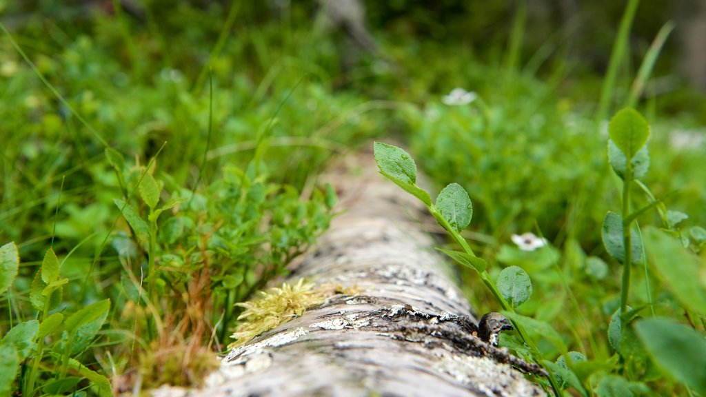 Parque nacional Muddus mostrando bosques