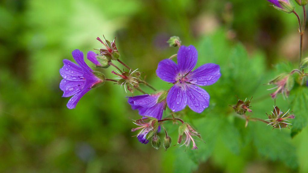 Muddus National Park showing flowers