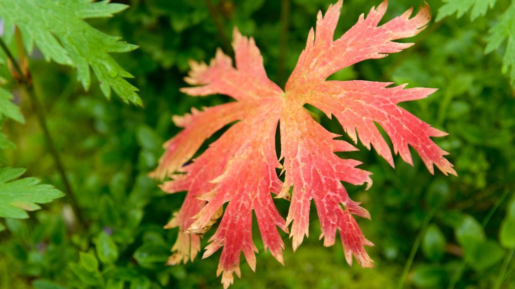 Parque nacional Muddus que incluye flores