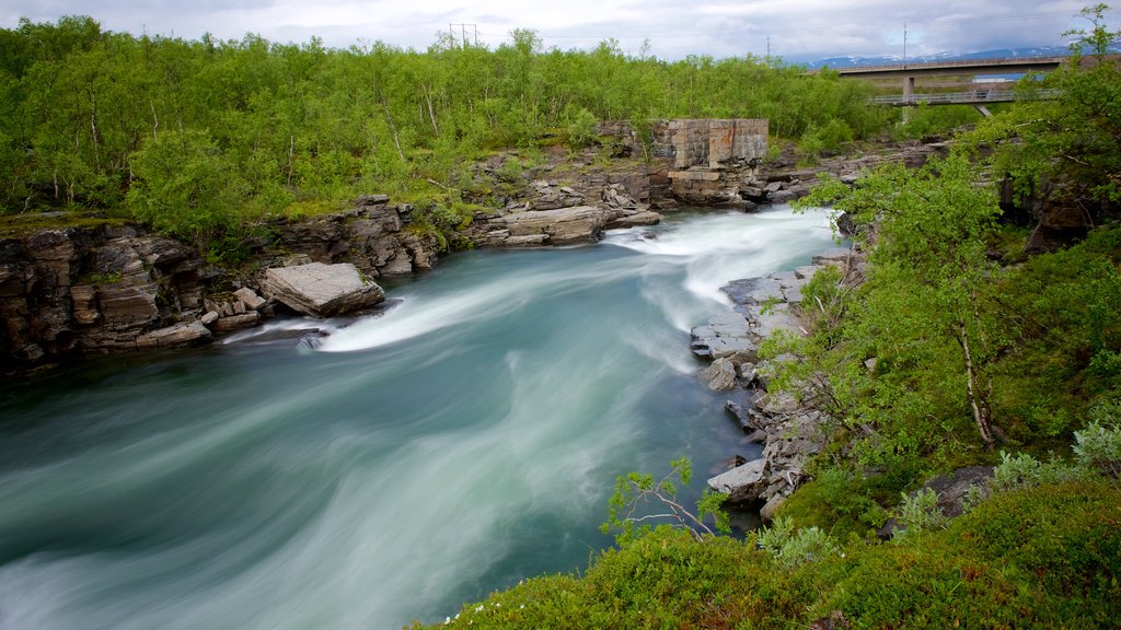 Abisko National Park showing forest scenes and rapids