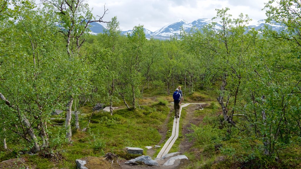 Parque Nacional de Abisko mostrando florestas e escalada ou caminhada