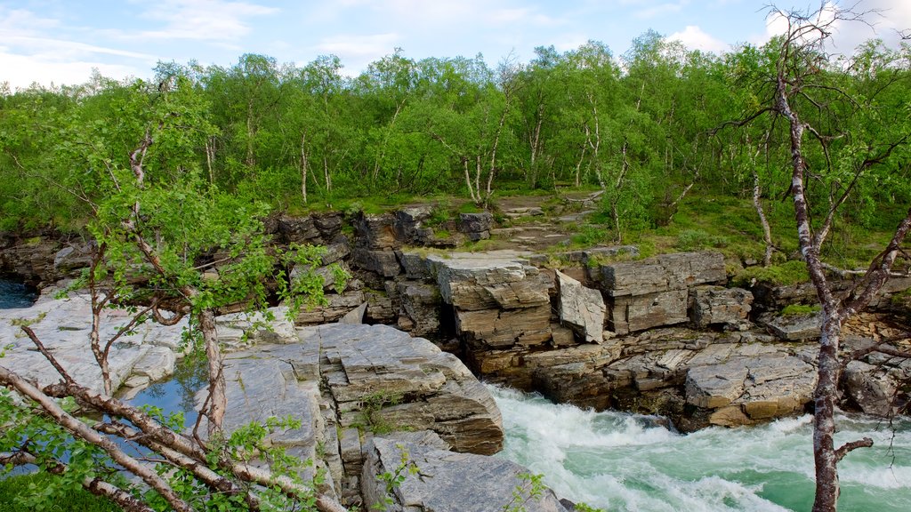 Abisko National Park featuring forests and rapids