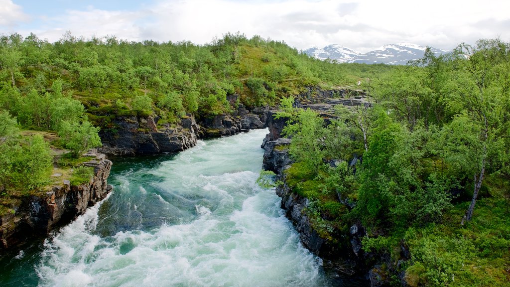 Abisko National Park which includes forest scenes and rapids