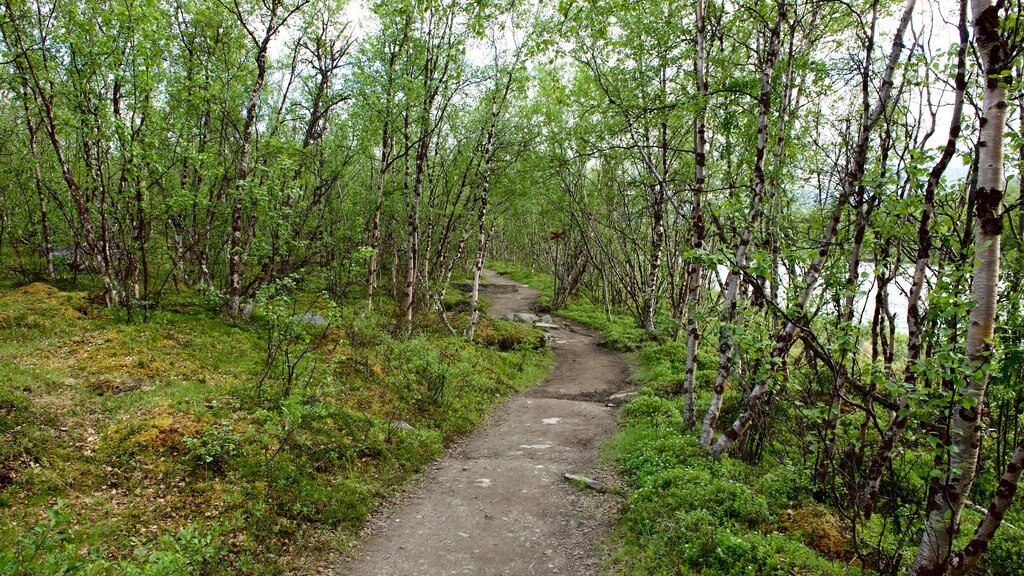 Abisko National Park showing forests