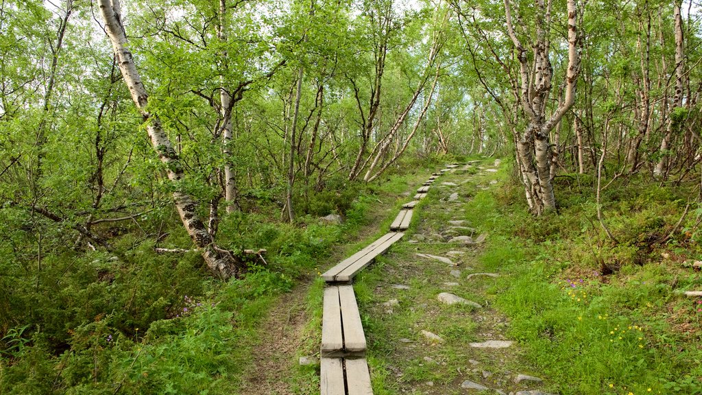 Parque Nacional de Abisko mostrando florestas