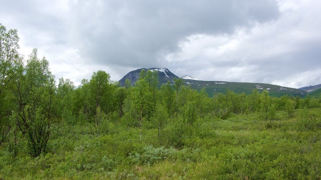 Kebnekaise montrant forêts