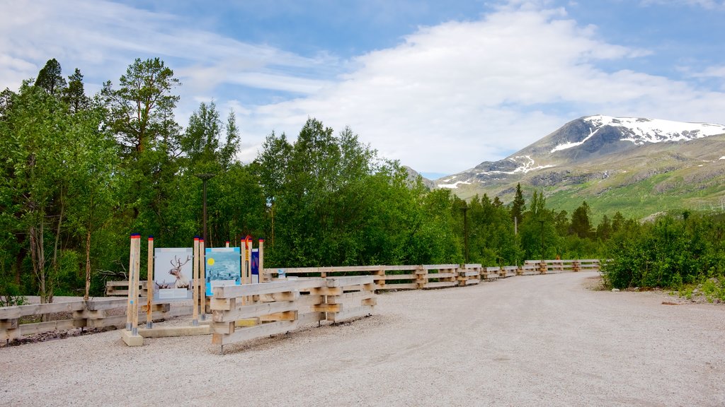 Parque Nacional de Stora Sjofallet mostrando imágenes de bosques