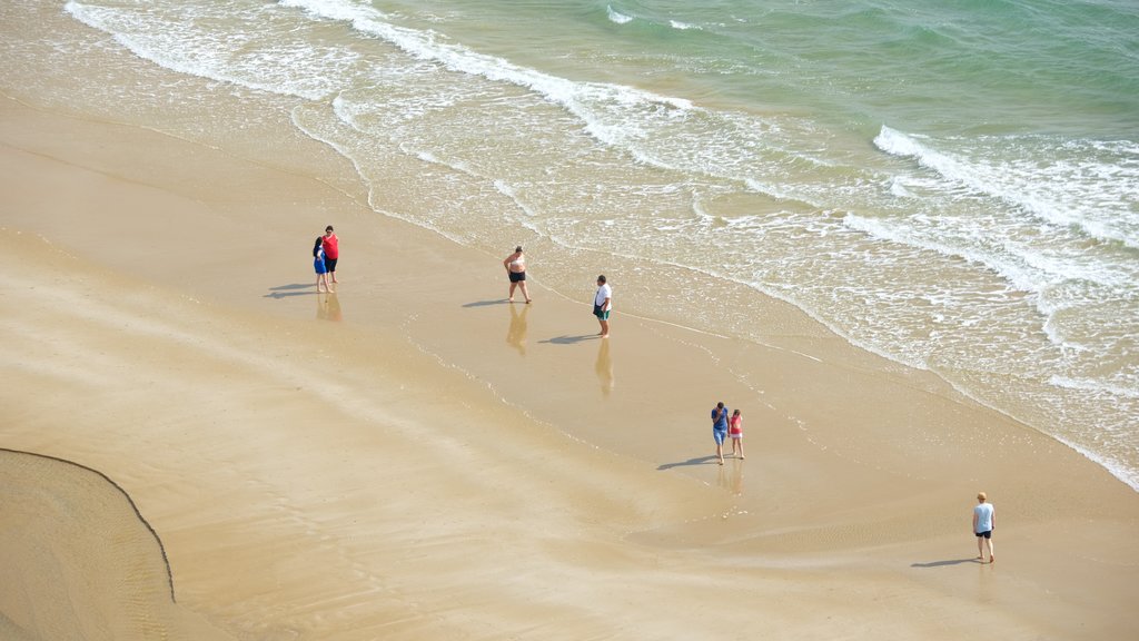 Vieste toont algemene kustgezichten en een strand