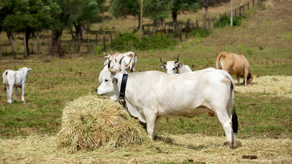 Vieste mostrando animales terrestres