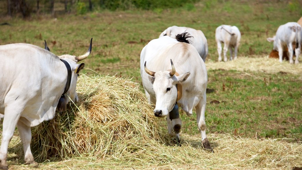 Vieste welches beinhaltet Landtiere