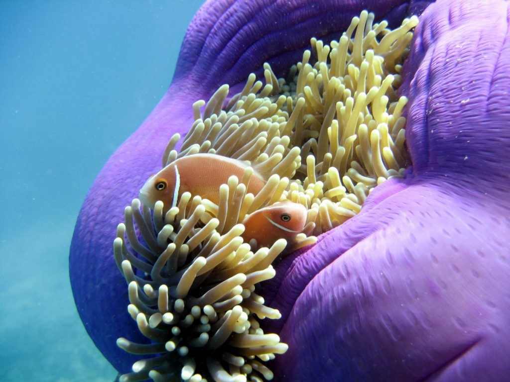 Clown Fische am Great Barrier Reef