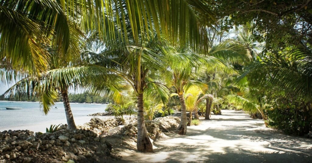 Palmen in Andros auf den Bahamas