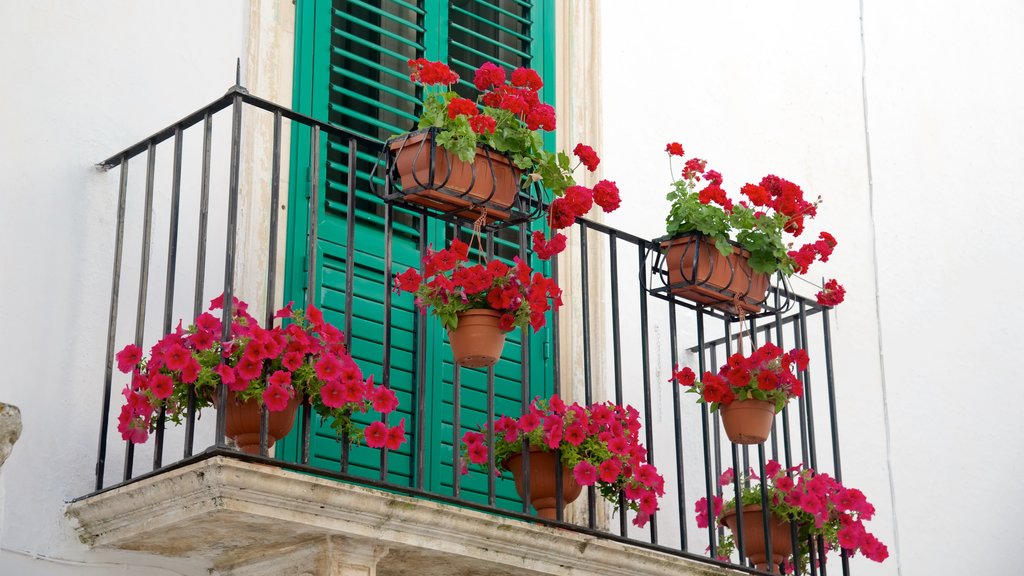 Locorotondo showing flowers