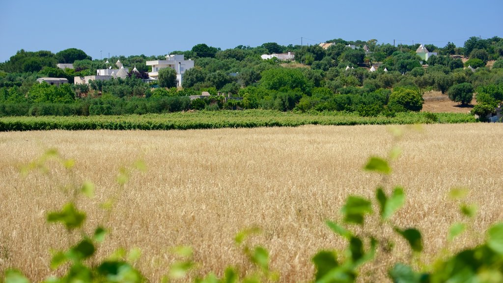 Brindisi featuring farmland