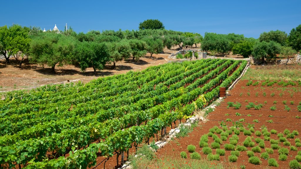 Brindisi showing farmland