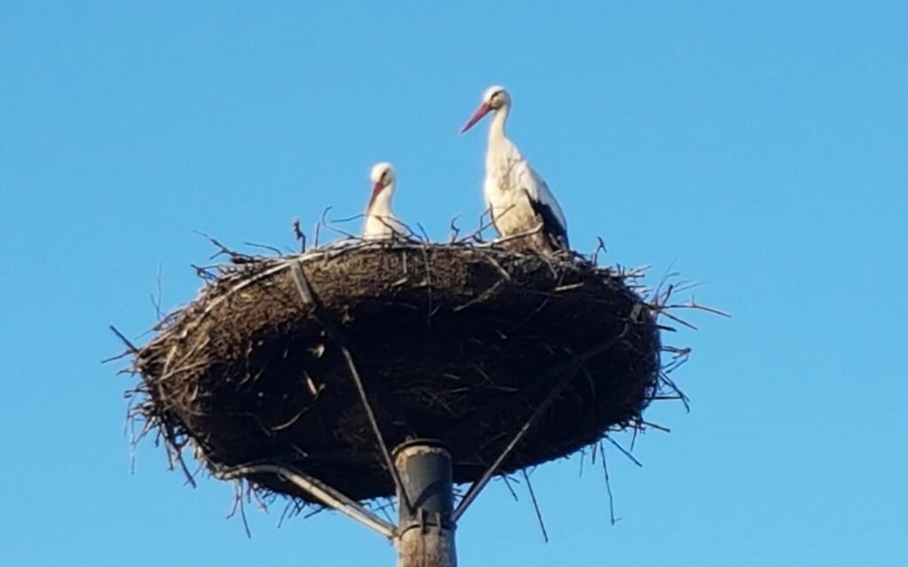 Weißstorchenpaar am Neusiedler See