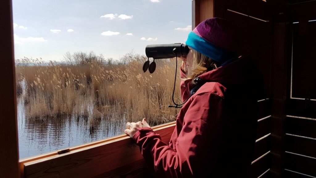 Vogelbeobachtung am Neusiedler See