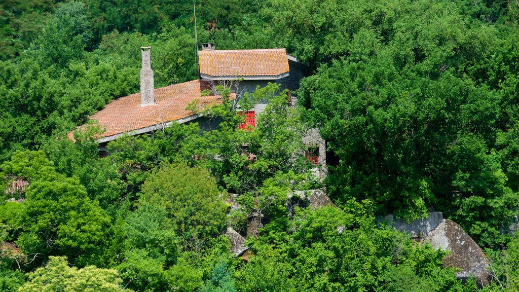 Vitorchiano showing forests and a house