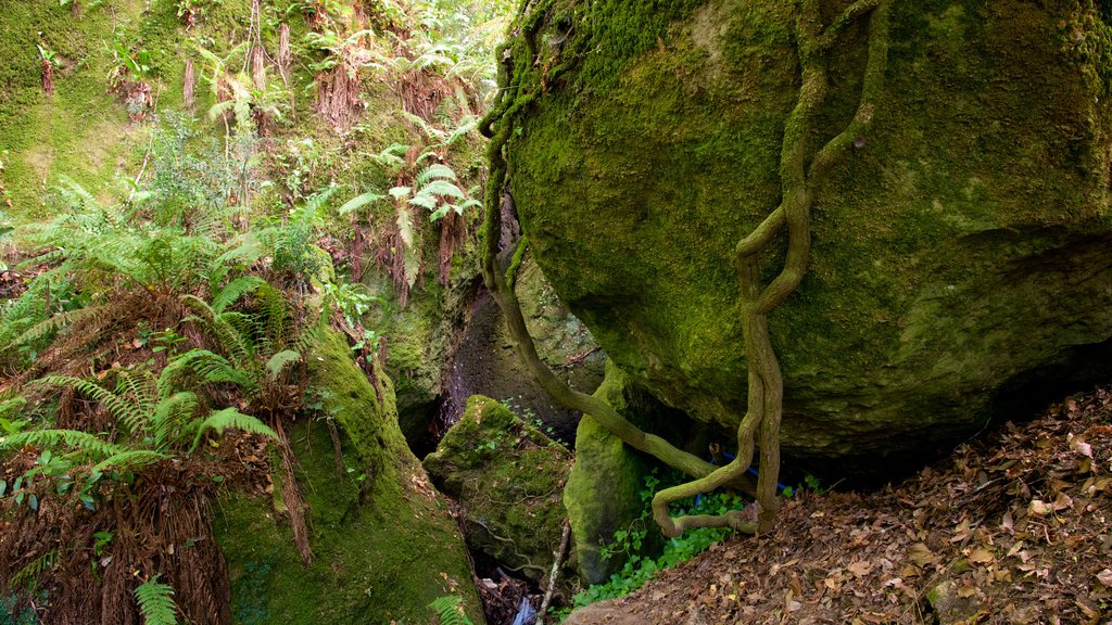 Parco dei Mostri que incluye selva