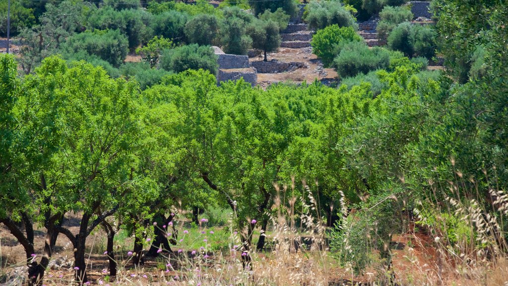 Pouilles qui includes paysages paisibles