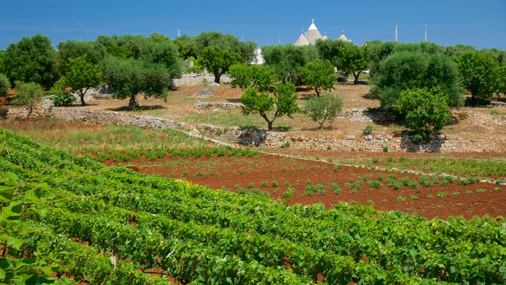 Apulia mostrando granja