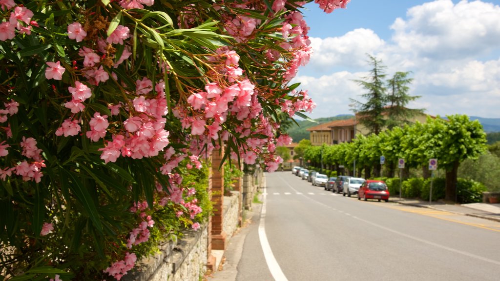 Radda in Chianti showing flowers