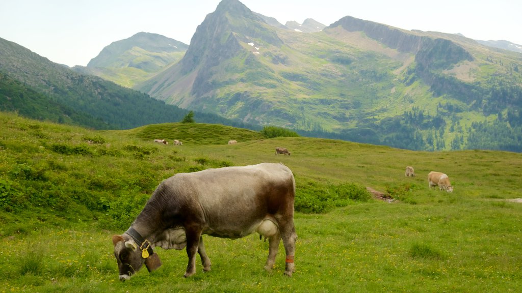 Passo Rolle mostrando animales terrestres